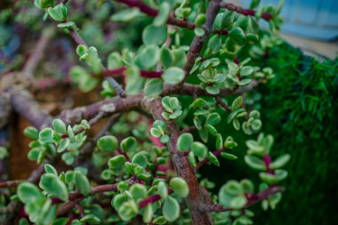 Branch of Portulacaria afra, elephant bush or dwarf jade plant. Selective focus of Portulacaria Afra - elephant bush, Porkbush is a small-leaved succulent plant native from South Africa.