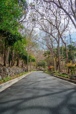 Road with many frangipani flower trees in autumn at Bach Dinh, Vung Tau city, Vietnam. Travel and landscape concept.