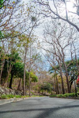 Road with many frangipani flower trees in autumn at Bach Dinh, Vung Tau city, Vietnam. Travel and landscape concept.