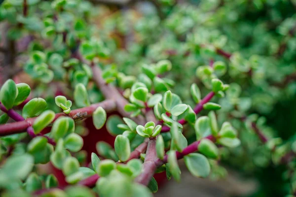 Branch of Portulacaria afra, elephant bush or dwarf jade plant. Selective focus of Portulacaria Afra - elephant bush, Porkbush is a small-leaved succulent plant native from South Africa.