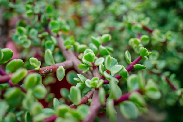 Branch of Portulacaria afra, elephant bush or dwarf jade plant. Selective focus of Portulacaria Afra - elephant bush, Porkbush is a small-leaved succulent plant native from South Africa.