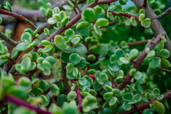 Branch of Portulacaria afra, elephant bush or dwarf jade plant. Selective focus of Portulacaria Afra - elephant bush, Porkbush is a small-leaved succulent plant native from South Africa.