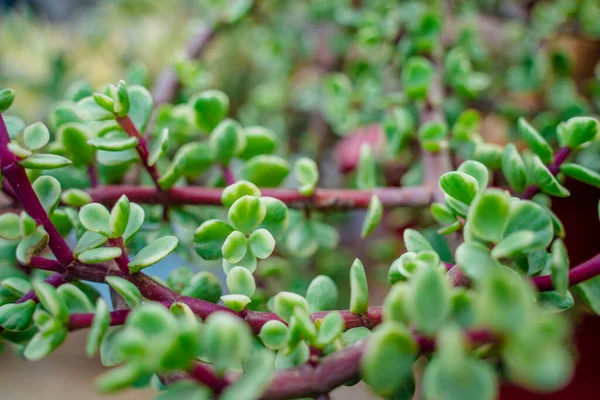 Branch of Portulacaria afra, elephant bush or dwarf jade plant. Selective focus of Portulacaria Afra - elephant bush, Porkbush is a small-leaved succulent plant native from South Africa.