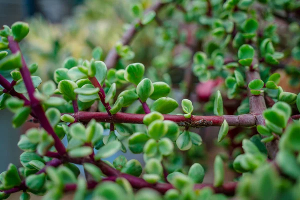 Branch of Portulacaria afra, elephant bush or dwarf jade plant. Selective focus of Portulacaria Afra - elephant bush, Porkbush is a small-leaved succulent plant native from South Africa.