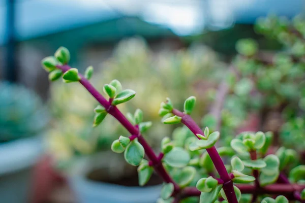 Branch of Portulacaria afra, elephant bush or dwarf jade plant. Selective focus of Portulacaria Afra - elephant bush, Porkbush is a small-leaved succulent plant native from South Africa.