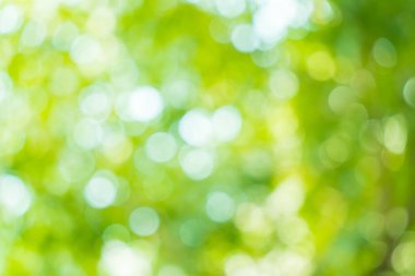 Sunny abstract green nature background. Abstract blur green color for background. Blur natural green leaves bokeh background