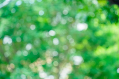 Sunny abstract green nature background. Abstract blur green color for background. Blur natural green leaves bokeh background