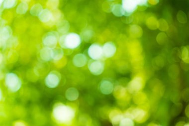 Sunny abstract green nature background. Abstract blur green color for background. Blur natural green leaves bokeh background