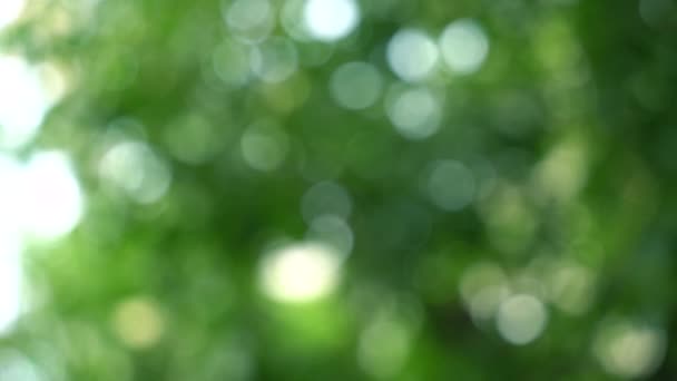 Beautiful Green Vibrant Natural Video Bokeh Abstract Background Defocused Leaves — 비디오