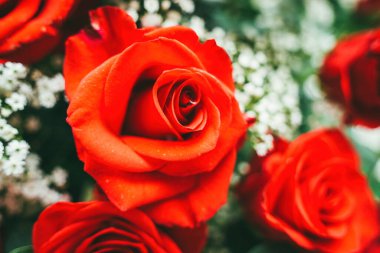 Bouquet of fresh red roses, flower bright background. Close up of a red rose with water droplets.