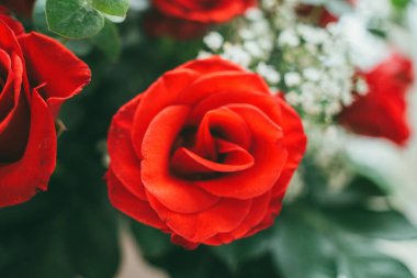 Bouquet of fresh red roses, flower bright background. Close up of a red rose with water droplets.