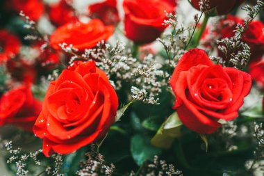 Bouquet of fresh red roses, flower bright background. Close up of a red rose with water droplets.