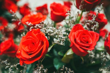 Bouquet of fresh red roses, flower bright background. Close up of a red rose with water droplets.