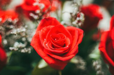 Bouquet of fresh red roses, flower bright background. Close up of a red rose with water droplets.
