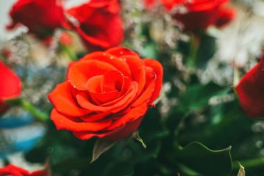 Bouquet of fresh red roses, flower bright background. Close up of a red rose with water droplets.