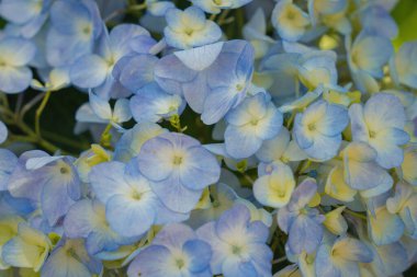 Hydrangea flowers are blooming in Da Lat garden. This is a place to visit ecological tourist garden attracts other tourism to the highlands Vietnam. Nature and travel concept. Selective focus.