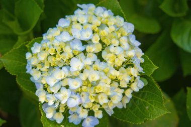 Hydrangea flowers are blooming in Da Lat garden. This is a place to visit ecological tourist garden attracts other tourism to the highlands Vietnam. Nature and travel concept. Selective focus.