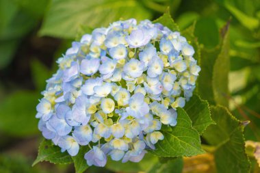 Hydrangea flowers are blooming in Da Lat garden. This is a place to visit ecological tourist garden attracts other tourism to the highlands Vietnam. Nature and travel concept. Selective focus.