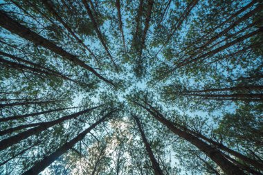 Bottom view of tall old trees in evergreen primeval forest of Da Lat. View of the tops of the pine trees in winter forest from the ground. Bottom View Wide Angle Background.