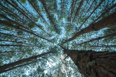 Bottom view of tall old trees in evergreen primeval forest of Da Lat. View of the tops of the pine trees in winter forest from the ground. Bottom View Wide Angle Background.