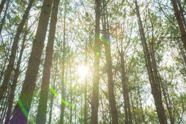 Bottom view of tall old trees in evergreen primeval forest of Da Lat. View of the tops of the pine trees in winter forest from the ground. Bottom View Wide Angle Background.