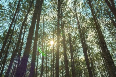 Bottom view of tall old trees in evergreen primeval forest of Da Lat. View of the tops of the pine trees in winter forest from the ground. Bottom View Wide Angle Background.