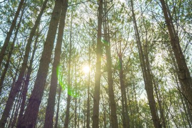 Bottom view of tall old trees in evergreen primeval forest of Da Lat. View of the tops of the pine trees in winter forest from the ground. Bottom View Wide Angle Background.