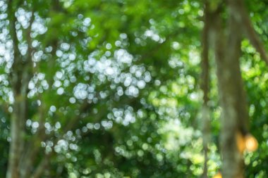 Sunny abstract green nature background. Abstract blur green color for background. Blur natural green leaves bokeh background