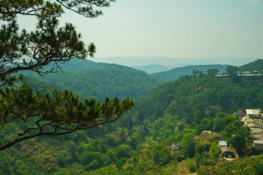 sabah, temiz hava, yeşil orman, çim kapak ağaçların gövde, görünümde çam ağacı artış grup ormanda çam güzel manzara güzel manzara dalat için seyahat vietnam