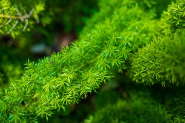 Foxtail fern, Asparagus densiflorus, herbaceous perennial plant , Foxtail fern leaves selective focus with blurred background.