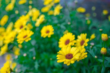 Close up on yellow daisy field under the morning sunlight. Beautiful golden flower on green grass . Freshness concept.