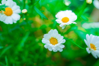 Close up on white daisy field under the morning sunlight. Beautiful white daisy flower on green grass . Freshness concept. Flowering of daisies. Oxeye daisy, Leucanthemum vulgare
