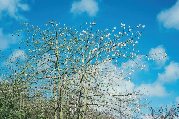 White silk cotton tree (Ceiba pentandra), Kapuk Randu (Javanese), the perennial fruit can be used to make mattresses and pillows.