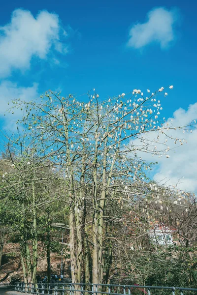 Białe Jedwabne Drzewo Bawełniane Ceiba Pentandra Kapuk Randu Javanese Wieloletnie — Zdjęcie stockowe