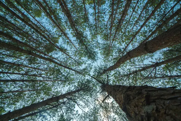 Widok Dolny Wysokich Starych Drzew Wiecznie Zielonym Lesie Pierwotnym Lat — Zdjęcie stockowe