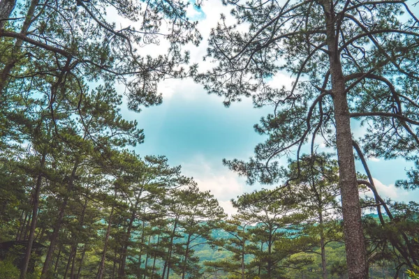 Healthy Green Trees Pine Forest Old Spruce Fir Pine Trees — Fotografia de Stock