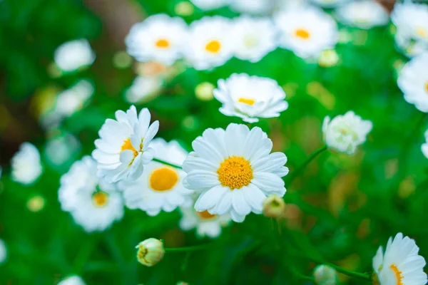 Close up on white daisy field under the morning sunlight. Beautiful white daisy flower on green grass . Freshness concept. Flowering of daisies. Oxeye daisy, Leucanthemum vulgare