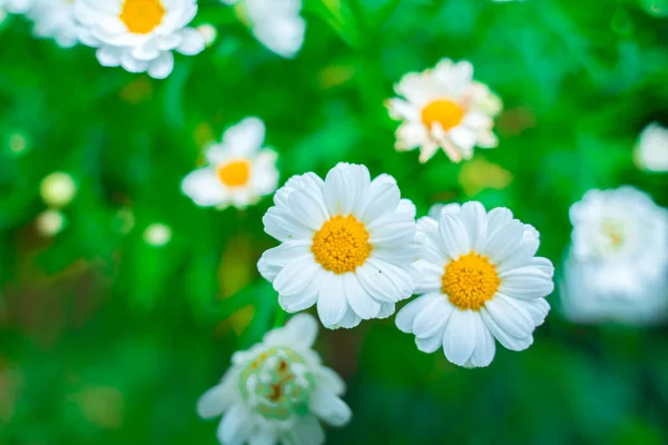 Close up on white daisy field under the morning sunlight. Beautiful white daisy flower on green grass . Freshness concept. Flowering of daisies. Oxeye daisy, Leucanthemum vulgare