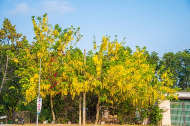 Beautiful of cassia tree, golden shower tree. Yellow Cassia fistula flowers on a tree in spring. Cassia fistula, known as the golden rain tree, national flower of Thailand