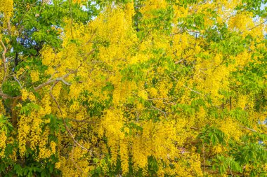 Beautiful of cassia tree, golden shower tree. Yellow Cassia fistula flowers on a tree in spring. Cassia fistula, known as the golden rain tree, national flower of Thailand