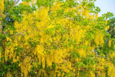 Beautiful of cassia tree, golden shower tree. Yellow Cassia fistula flowers on a tree in spring. Cassia fistula, known as the golden rain tree, national flower of Thailand