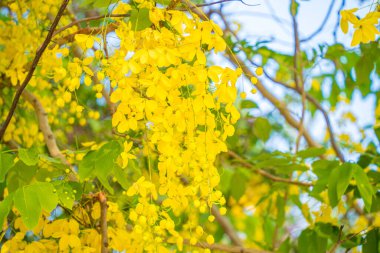 Beautiful of cassia tree, golden shower tree. Yellow Cassia fistula flowers on a tree in spring. Cassia fistula, known as the golden rain tree, national flower of Thailand