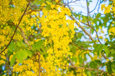 Beautiful of cassia tree, golden shower tree. Yellow Cassia fistula flowers on a tree in spring. Cassia fistula, known as the golden rain tree, national flower of Thailand