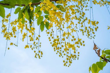 Beautiful of cassia tree, golden shower tree. Yellow Cassia fistula flowers on a tree in spring. Cassia fistula, known as the golden rain tree, national flower of Thailand