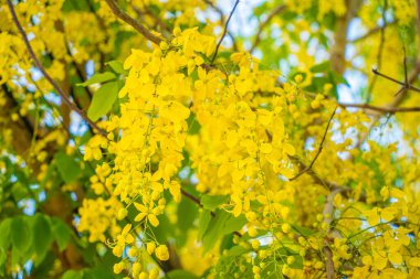 Beautiful of cassia tree, golden shower tree. Yellow Cassia fistula flowers on a tree in spring. Cassia fistula, known as the golden rain tree, national flower of Thailand