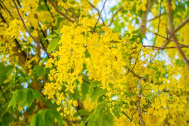 Beautiful of cassia tree, golden shower tree. Yellow Cassia fistula flowers on a tree in spring. Cassia fistula, known as the golden rain tree, national flower of Thailand