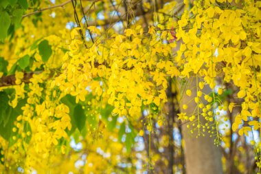Beautiful of cassia tree, golden shower tree. Yellow Cassia fistula flowers on a tree in spring. Cassia fistula, known as the golden rain tree, national flower of Thailand