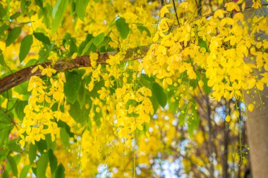 Beautiful of cassia tree, golden shower tree. Yellow Cassia fistula flowers on a tree in spring. Cassia fistula, known as the golden rain tree, national flower of Thailand