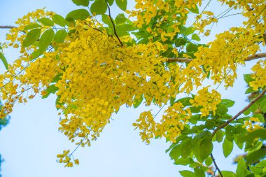 Beautiful of cassia tree, golden shower tree. Yellow Cassia fistula flowers on a tree in spring. Cassia fistula, known as the golden rain tree, national flower of Thailand