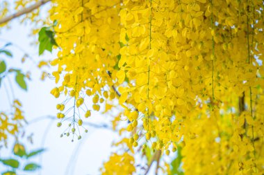 Beautiful of cassia tree, golden shower tree. Yellow Cassia fistula flowers on a tree in spring. Cassia fistula, known as the golden rain tree, national flower of Thailand